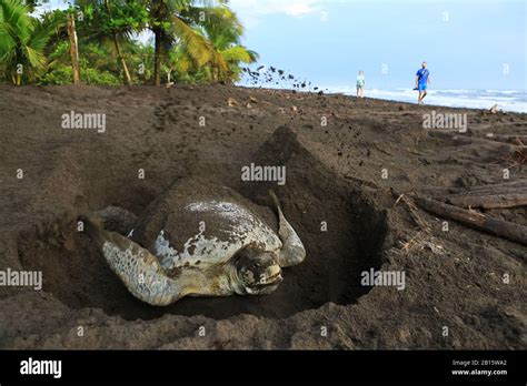 Turistas Viendo Una Tortuga Verde Femenina Chelonia Mydas Cubriendo