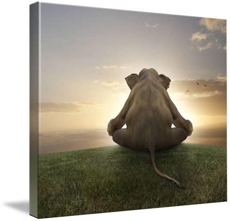 Asian Elephant In Yoga Lotus Position Meditating By Stephanie Roeser