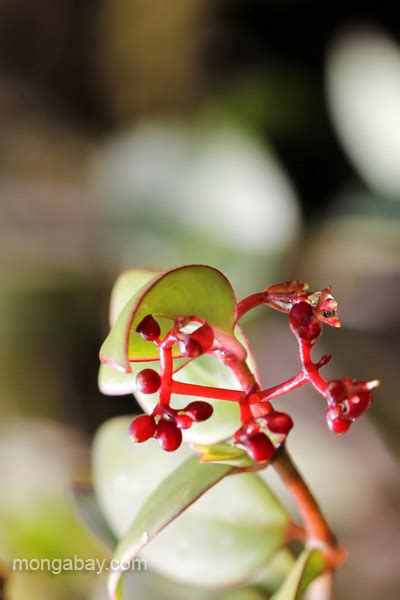 Flora of the Ebano Verde Scientific Reserve in the Dominican Republic.