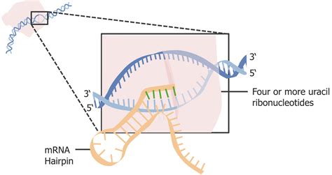 Stages of Transcription | Concise Medical Knowledge 