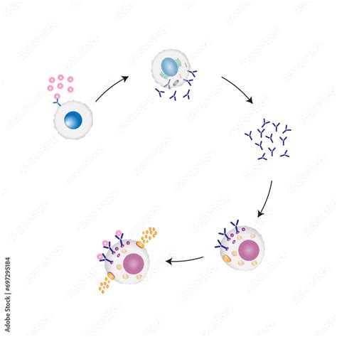 Allergy Mechanism Anaphylactic Reaction Allergic Reaction Autoimmune