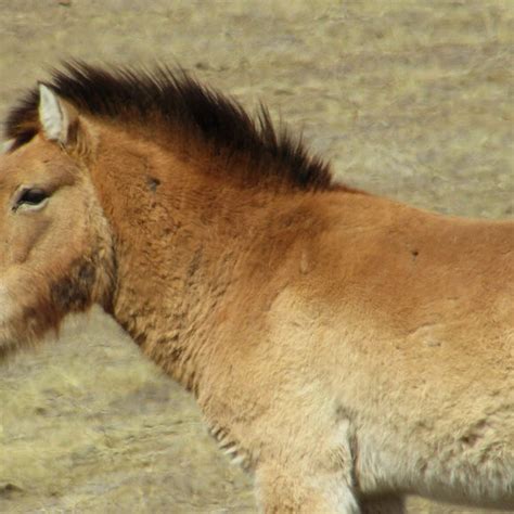 Khustain Nuruu National Park – Mongolia - Atlas Obscura