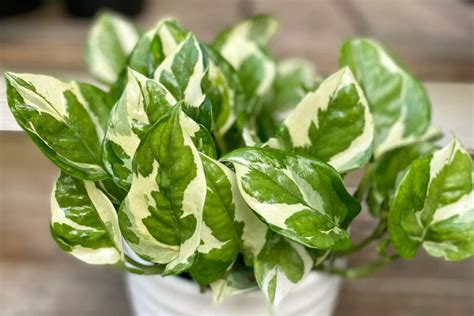 How To Grow And Care For Glacier Pothos Trimmed Roots