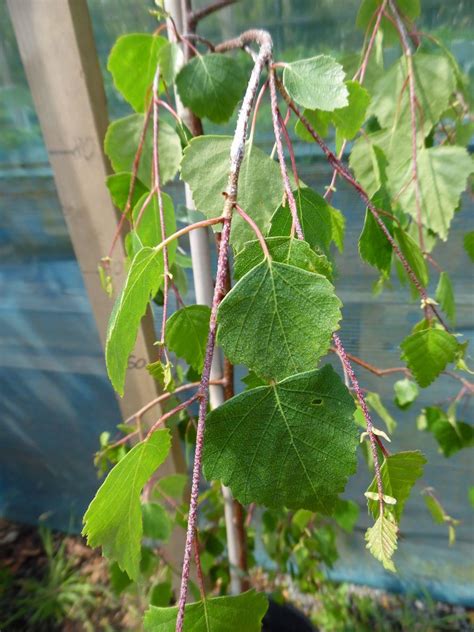 Betula Pendula Youngii