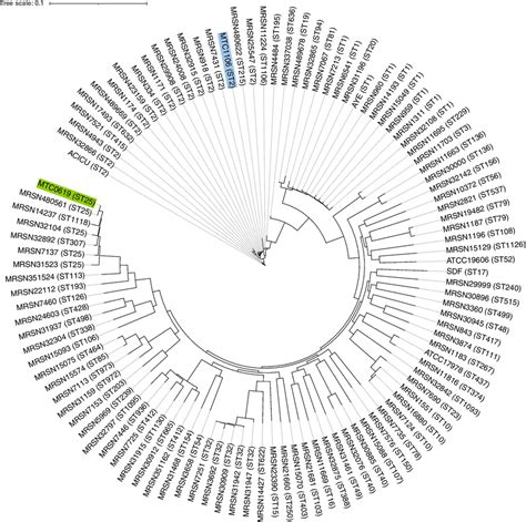 Phylogenetic Tree Based On The Core Genome SNPs From Initial Pangenome