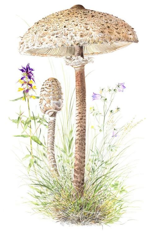 Pin By Lourdes On Mushrooms Mushroom Art Mushroom Drawing Fungi