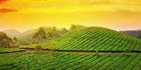 The Ultimate Kerala Honeymoon Guide Iris Holidays