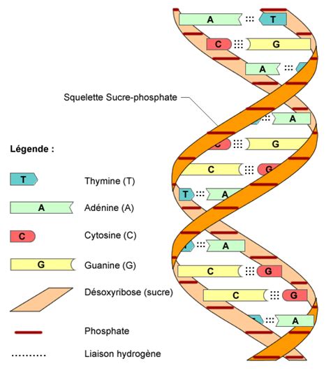 Adn Cadena Génétique Molécule D Adn Biologie Cellulaire