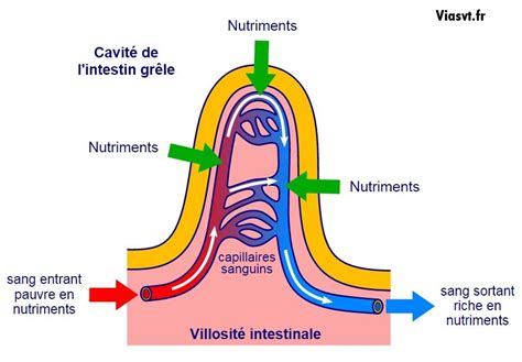 La Digestion Des Aliments Cours Svt 5ème Cours Svt Science Et Vie Collège