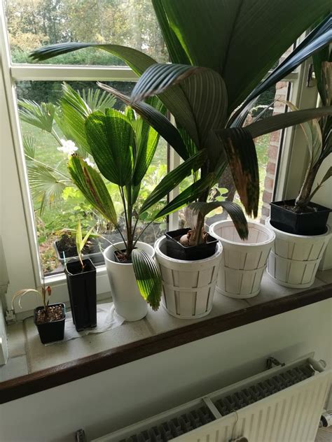 Help reviving indoor Licuala grandis - PALMS IN POTS - PalmTalk