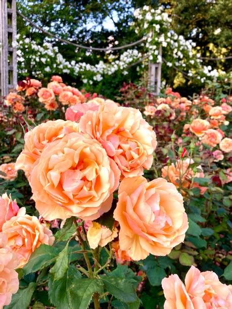 330+ Rose Garden England Stock Photos, Pictures & Royalty-Free Images ...