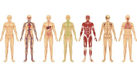 Mapa conceptual del cuerpo humano Guía paso a paso