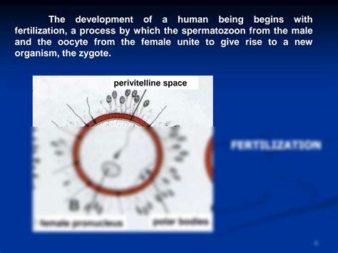 SOLUTION: Early stages of embryogenesis - Studypool