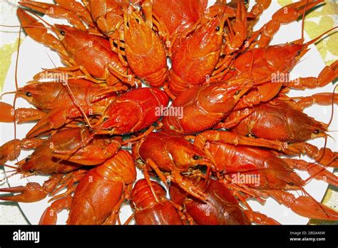 Boiled Freshwater Red Crayfish On A Plate Stock Photo Alamy