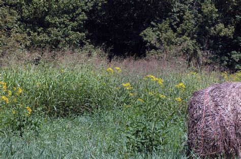 Field Biology In Southeastern Ohio Pass The Grass