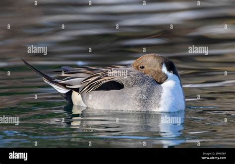 Northern Pintail Duck Male Anas Acuta Swimming On A Local Winter Pond