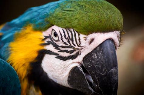 Blue, Green and Yellow Macaw · Free Stock Photo