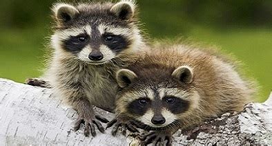 Raccoon – Procyon lotor | Facts About Animals