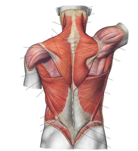 Camada superficial dos músculos do dorso Diagram Quizlet