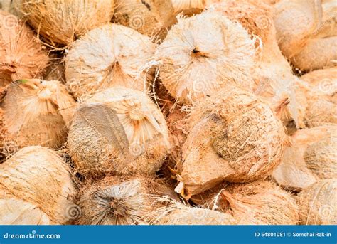 Pile Of Hairy Brown Coconuts Coconut Shell In Thailand Stock Image