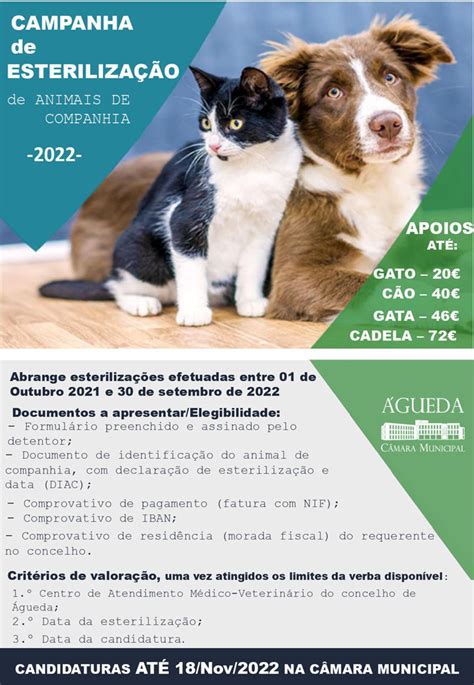 Câmara de Águeda apoia esterilização de animais de companhia cats