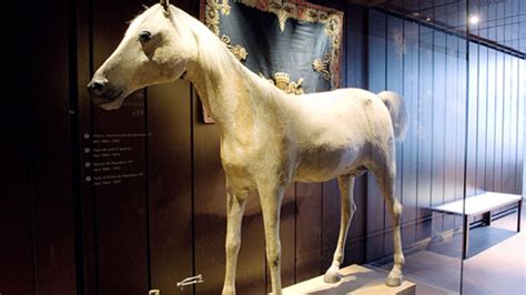 Qual O Nome Do Cavalo De Napoleao