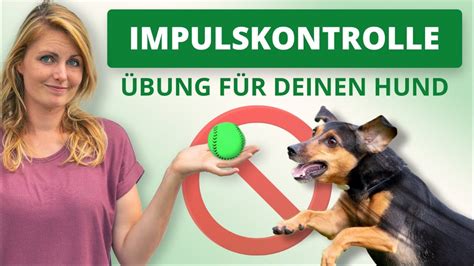 Impulskontrolle im Hundetraining Grundlage für ein gutes