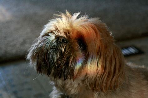 Clever Bunnies: Rainbow Dog!