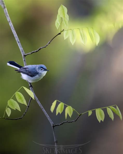 Avian Photographer Scott Keys Captures Beautiful Photos Of North ...