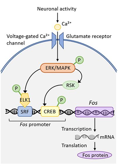 C Fos Molecular Biology Detection For Analysis Of Neuronal Activity