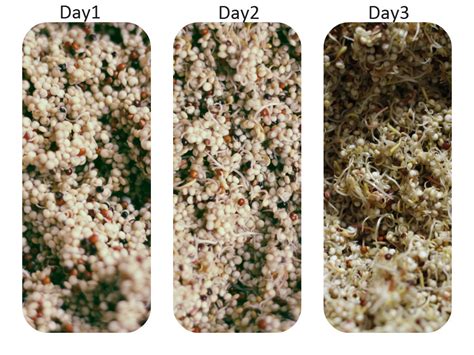 Sprouting Quinoa | Insun Lee