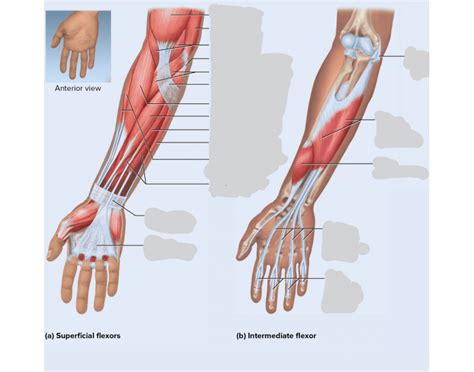 Muscles Of The Forearm Quiz