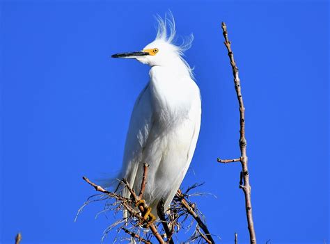 Snowy Egret on Behance