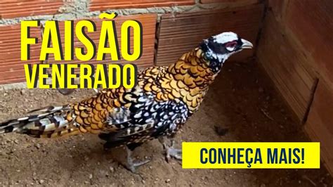 Conhe A O Fais O Venerado Avesex Ticas Avesornamentais Fais O Aves