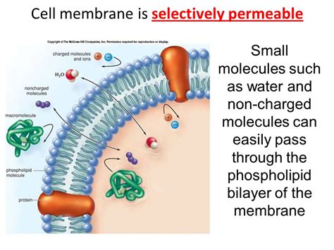 Semipermeable Is Used To Describe The Cell Membrane Because