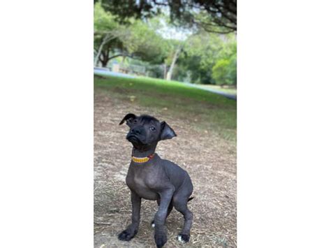 3 Xoloitzcuintli Puppies Available San Mateo Puppies For Sale Near Me