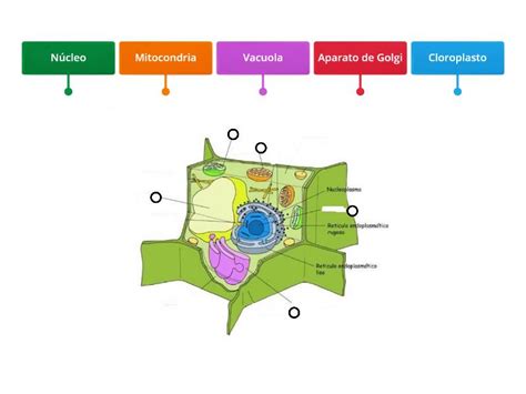 C Lula Vegetal Diagrama Con Etiquetas