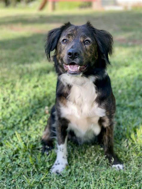 Embark vs Wisdom Panel Results : r/DoggyDNA