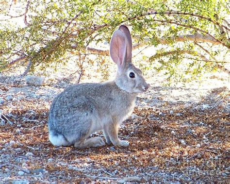 Desert Cottontail Rabbit Photograph by Desert Harmony