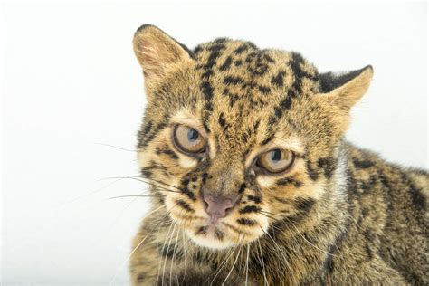 A portrait of a marbled cat (Pardofelis marmorata). | Cats, Wild cats ...