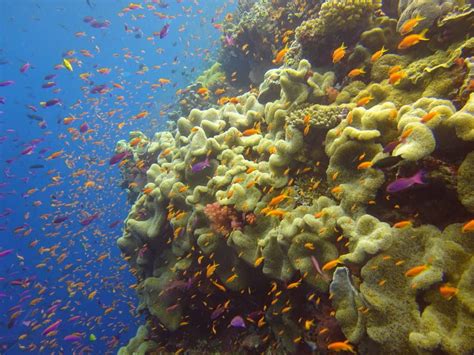 Diving Fiji The Soft Coral Capital Of The World Underwater Images