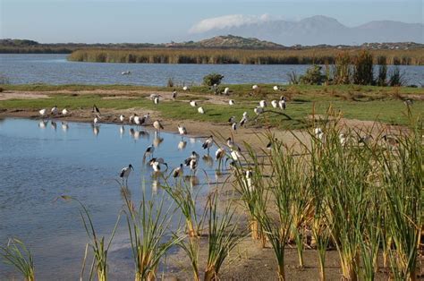 Cape Town Awarded International Wetland City Status One Of 43 Around