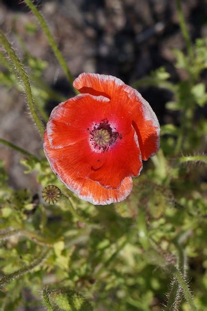 Mohn Blüte Roter Kostenloses Foto auf Pixabay