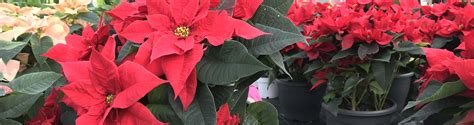 How To Care For A Poinsettia Plant Care Tips From Plants4presents