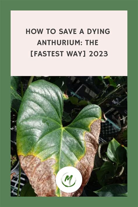 How To Save A Dying Anthurium The Fastest Way Artofit