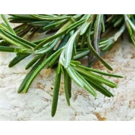 Bonnie Plants 3 Pack Rosemary In 3 Pack Plug 207880 At