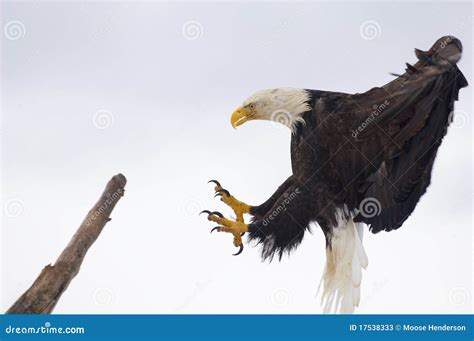 Bald Eagle Landing Stock Photos - Image: 17538333