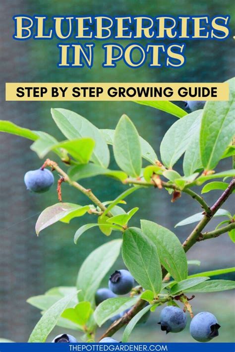 Ready To Harvest Your Own Blueberries Dive Into Our Step By Step Guide