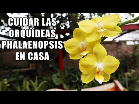 Descubre Los Mejores Cuidados Para Las Orqu Deas Phalaenopsis En Maceta