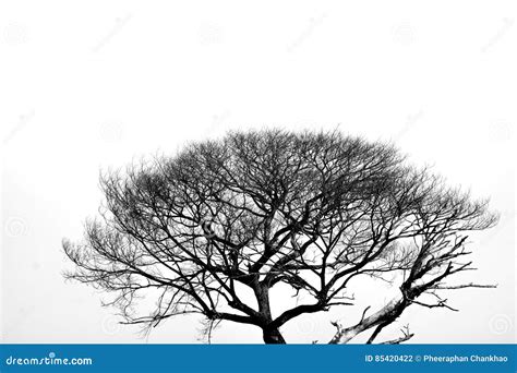 Dead Tree in Black and White Background Stock Photo - Image of branch ...